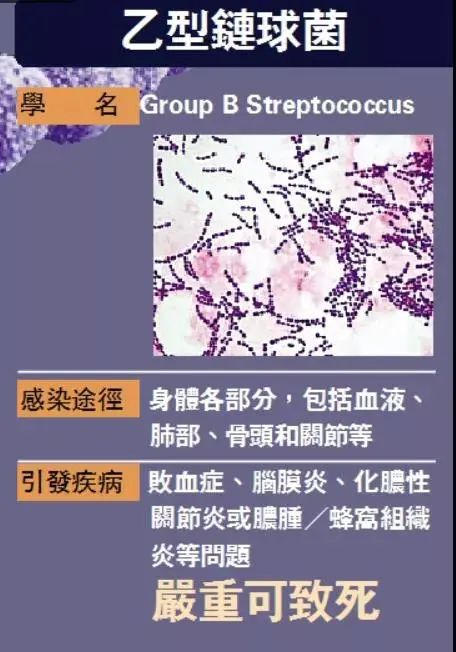 病菌最新动态概览