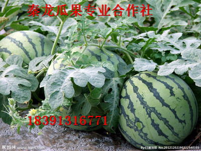 无籽西瓜最新价格行情报告