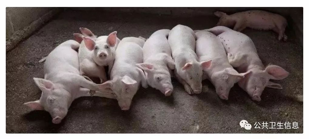 中国非洲猪瘟最新消息,中国非洲猪瘟最新消息