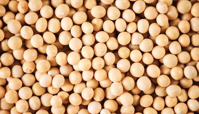 美国大豆最新动态解析，今日消息一览与深度分析指南